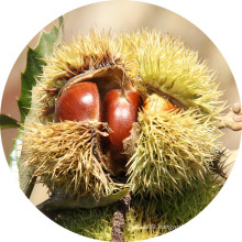 New Crop Chinese Chestnuts, raw fresh chestnuts, bulk chestnut for sale